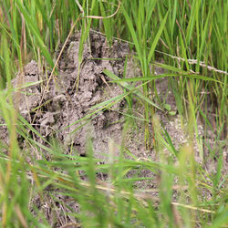 Ameisenhaufen im Gras