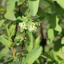 Kamtschatka-Heckenkirsche (Lonicera caerulea)