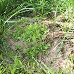 Gewöhnliche Schafgarbe (Achillea millefolium)