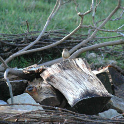 Zaunkönig auf Holzhaufen