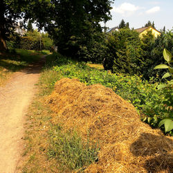 Mulchhaufen